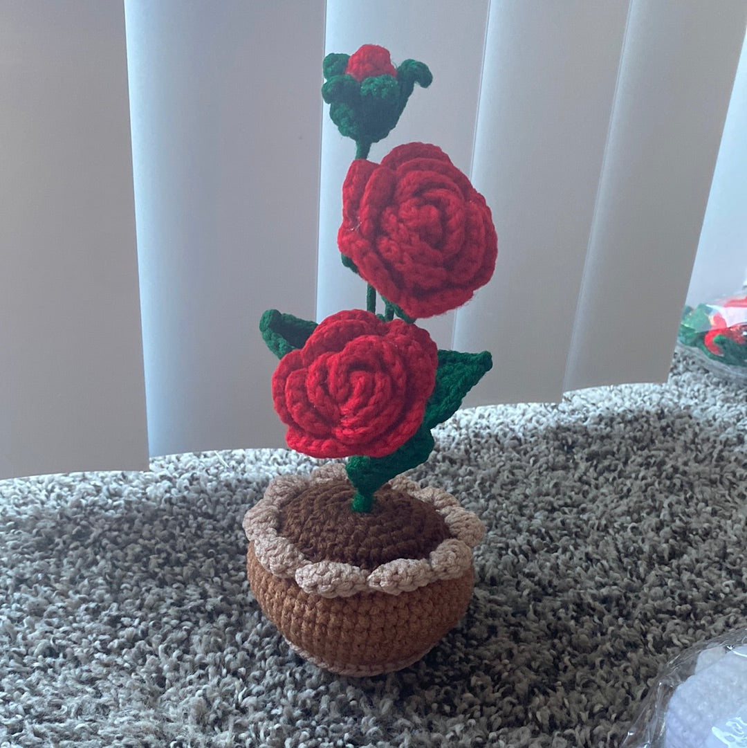 Rose mini plant