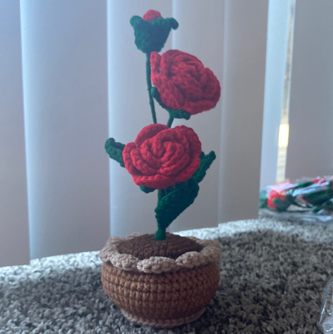 Rose mini plant