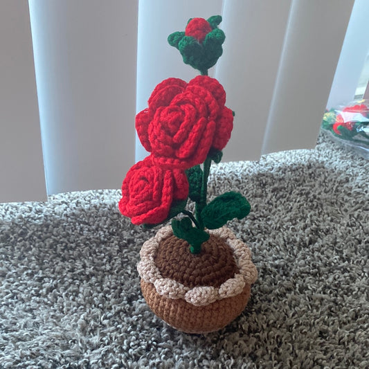 Rose mini plant